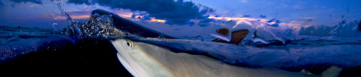 Caribisk revhaj undervandsfoto